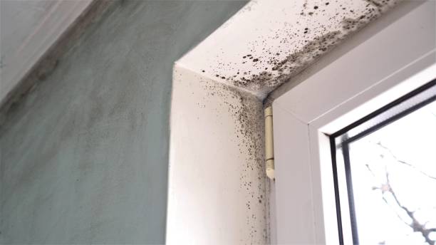 Home Mold Removal in North Chicago, IL