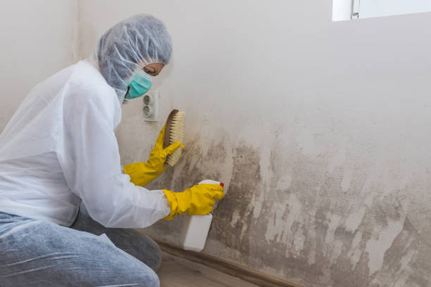 Office Mold Removal Services in North Chicago, IL