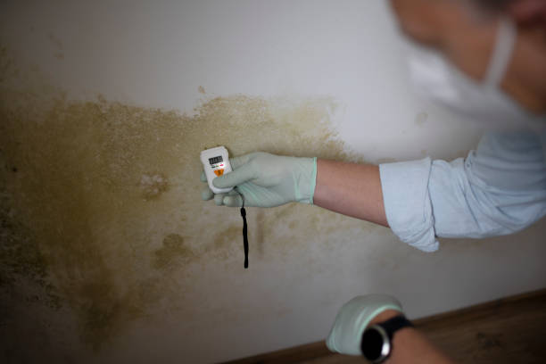 Best Mold Cleaning Services  in North Chicago, IL