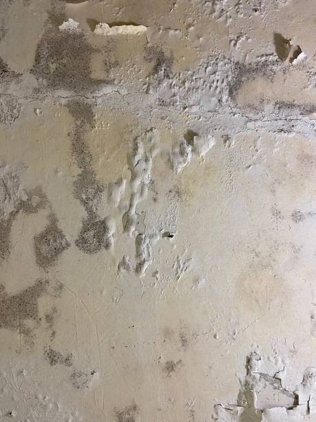 Best Black Mold Removal  in North Chicago, IL