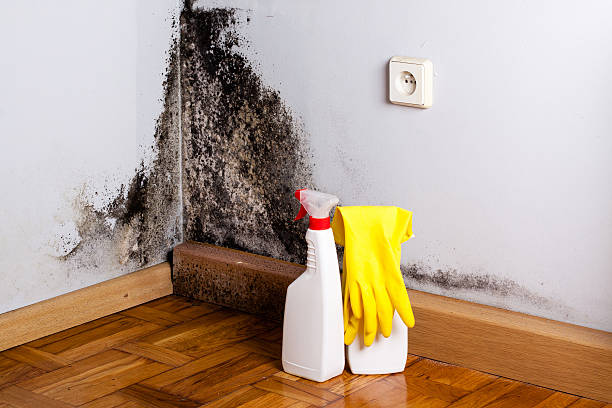 Trusted North Chicago, IL Mold Removal Experts